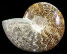 Polished, Agatized Ammonite (Cleoniceras) - Madagascar #60750-1